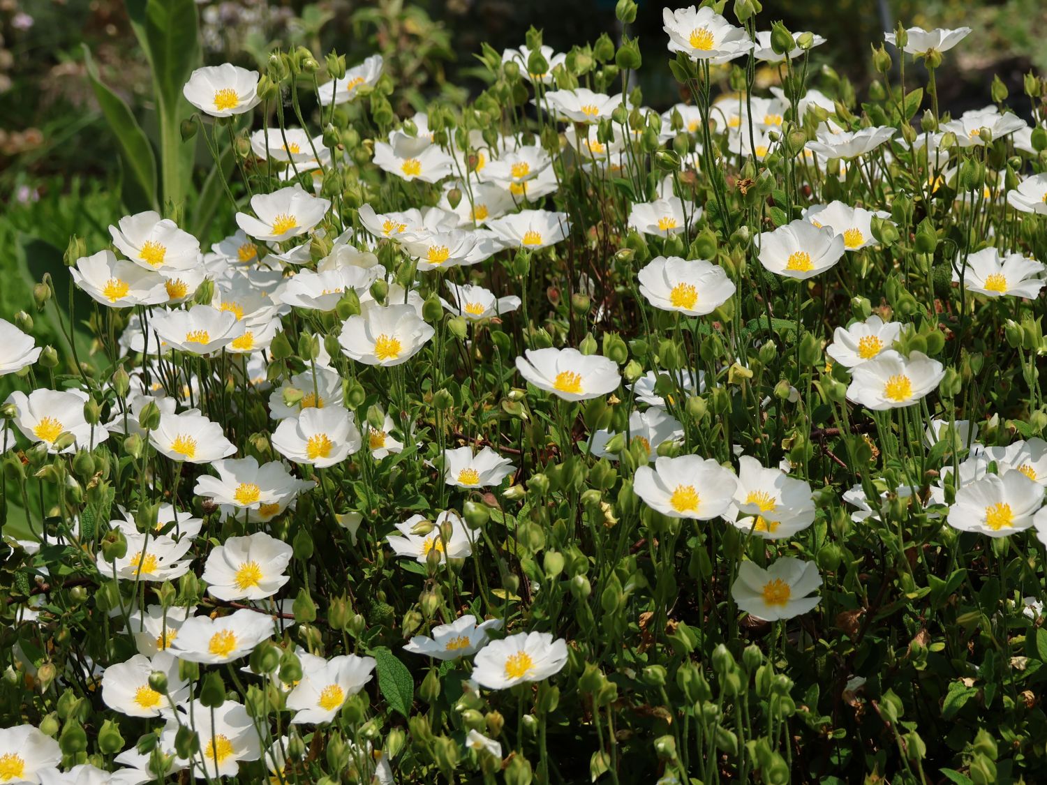 Salbeiblättrige Zistrose - Cistus salviifolius