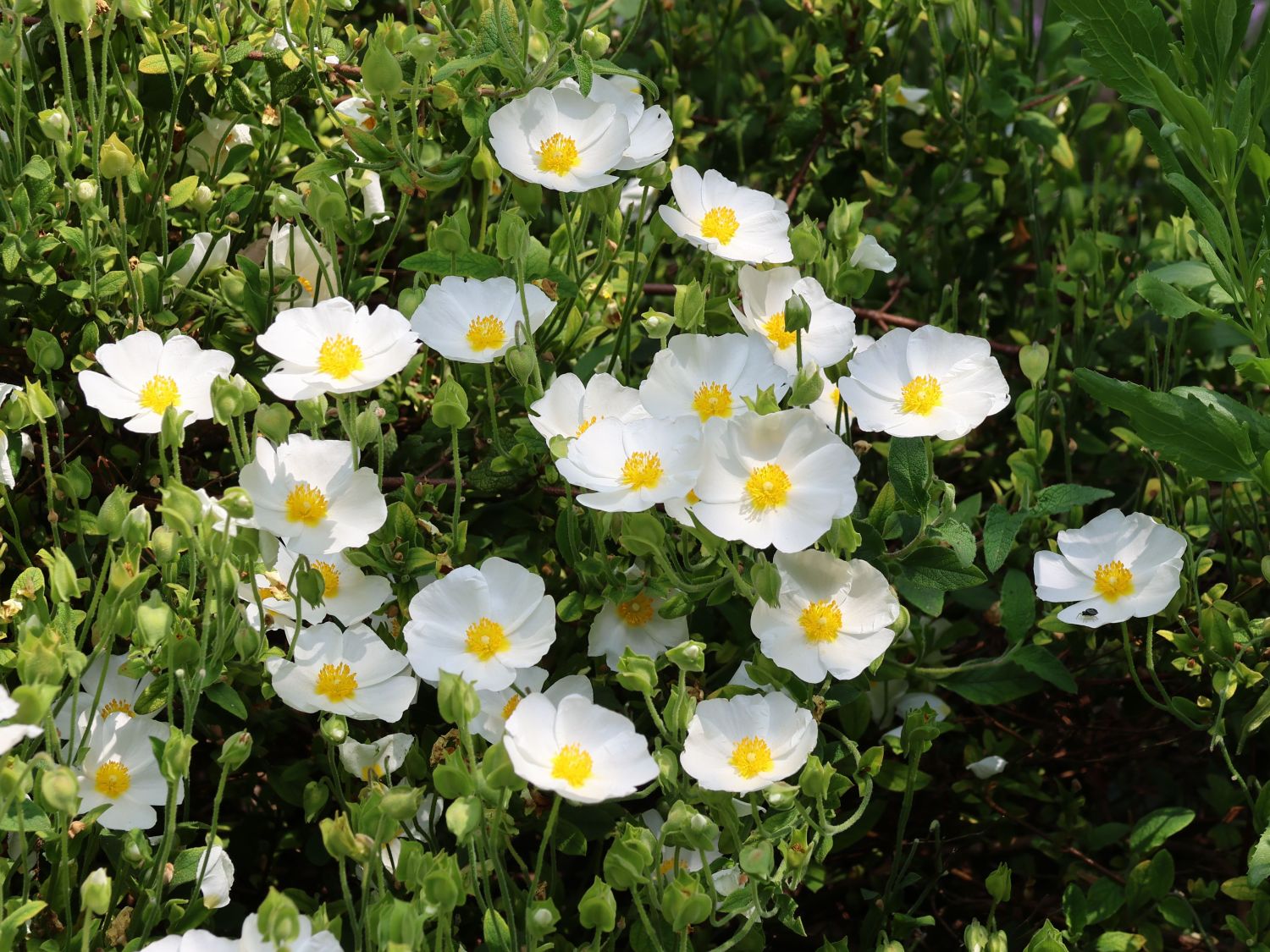 Salbeiblättrige Zistrose - Cistus salviifolius