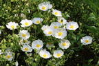Salbeiblättrige Zistrose - Cistus salviifolius