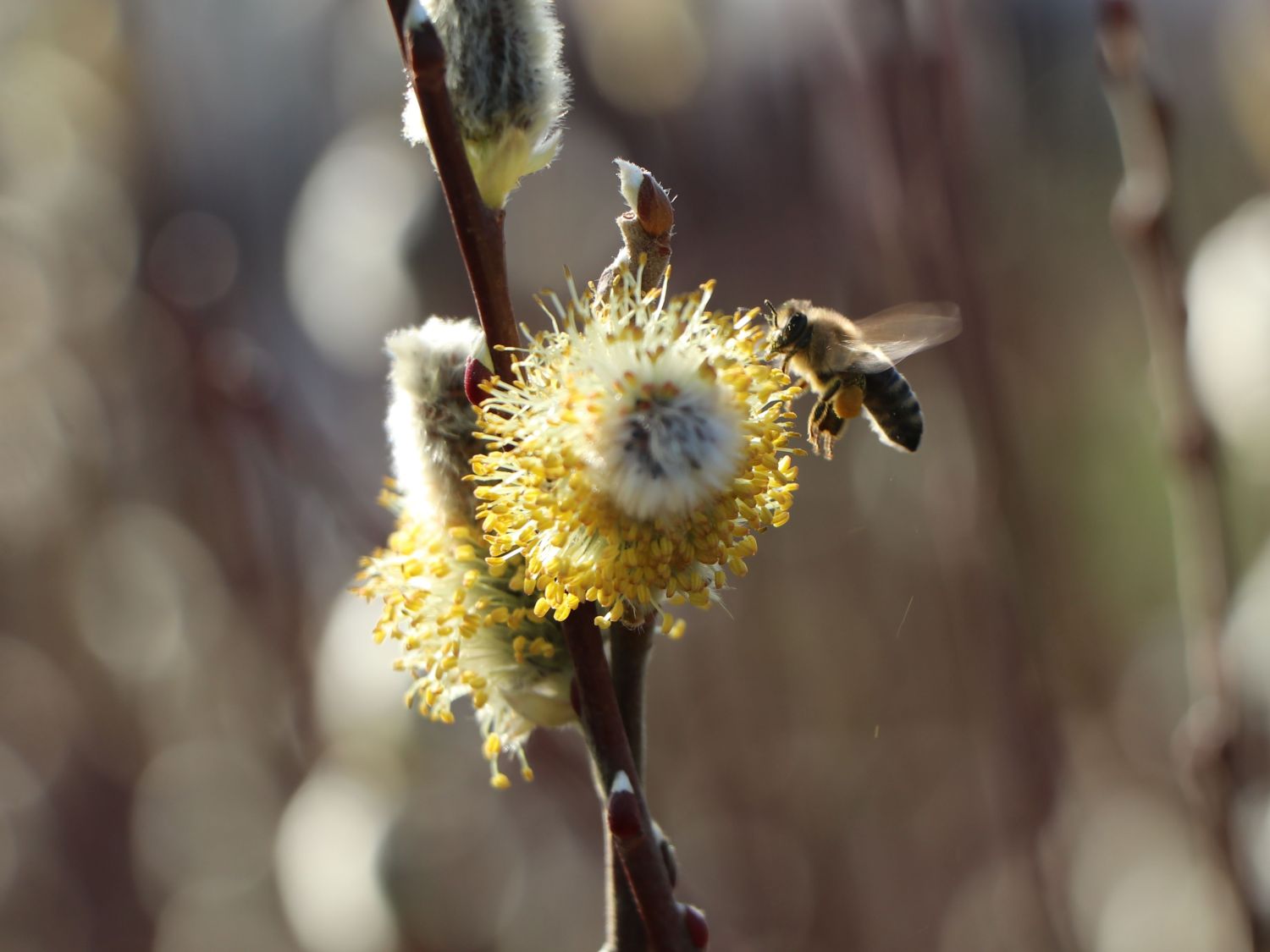 Salweide 'Gold-Bienenkätzchen' - Salix caprea 'Gold-Bienenkätzchen'