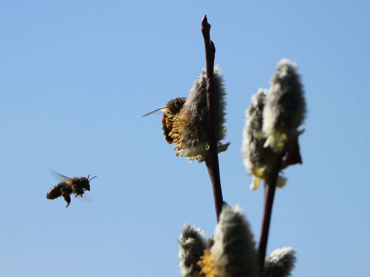 Salweide 'Gold-Bienenkätzchen' - Salix caprea 'Gold-Bienenkätzchen'