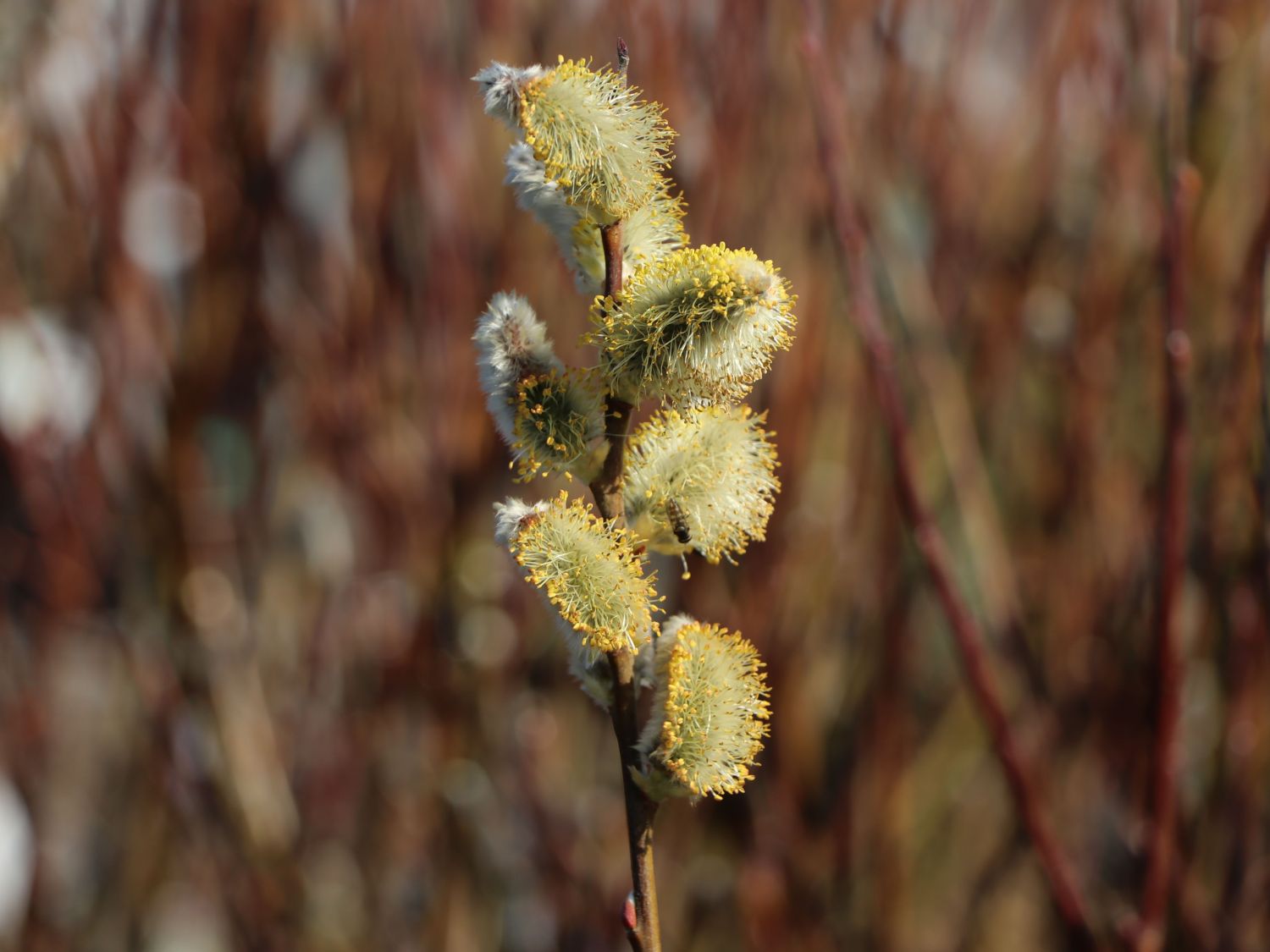 Salweide 'Gold-Bienenkätzchen' - Salix caprea 'Gold-Bienenkätzchen'