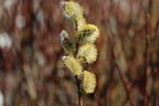 Salweide 'Gold-Bienenkätzchen' - Salix caprea 'Gold-Bienenkätzchen'