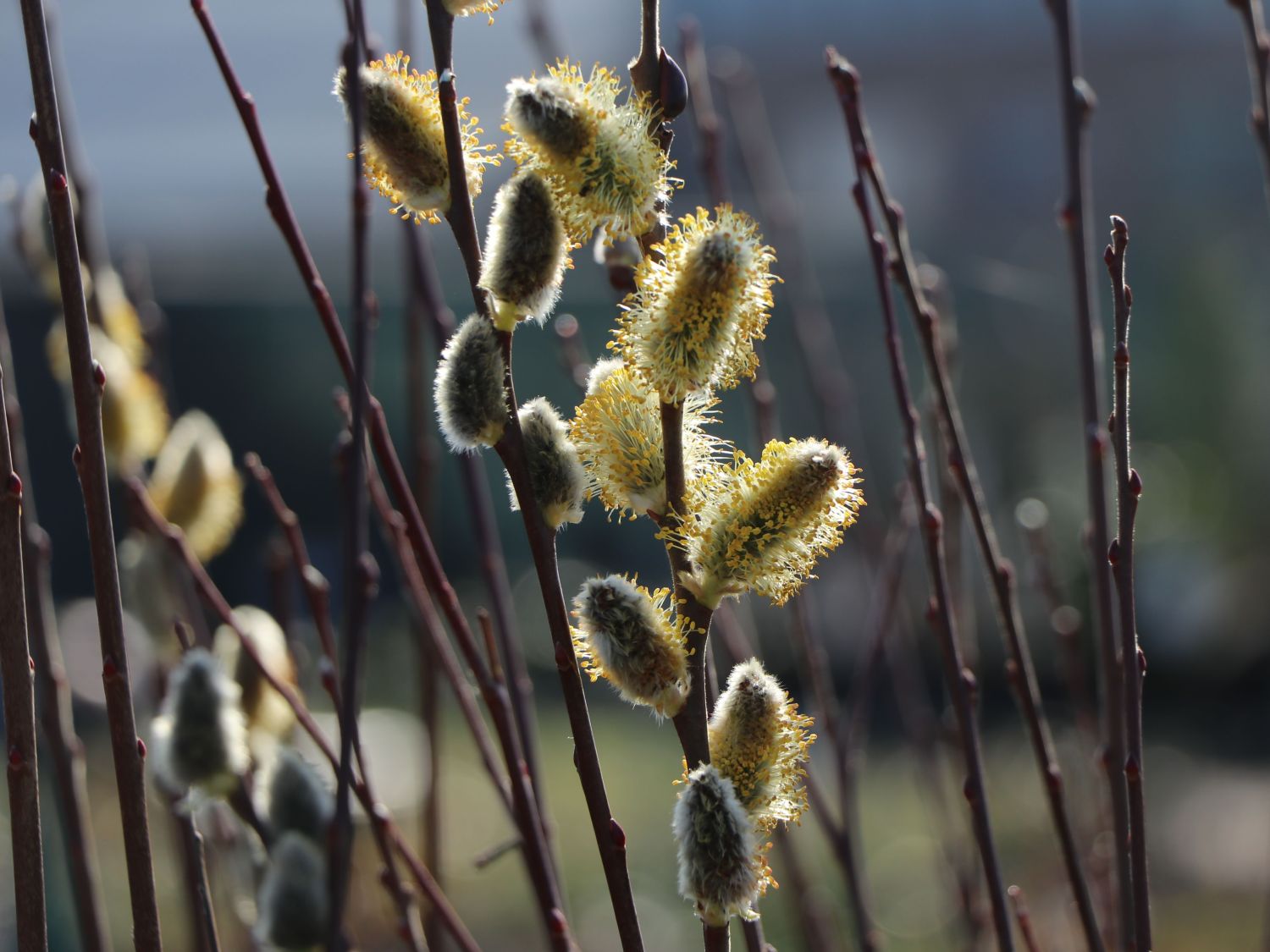 Salweide 'Gold-Bienenkätzchen' - Salix caprea 'Gold-Bienenkätzchen'