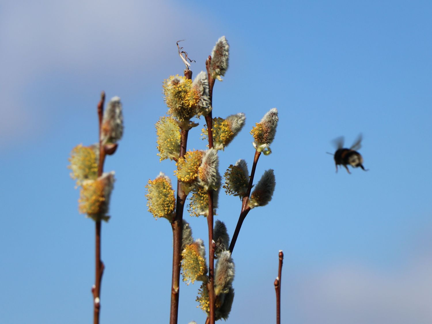 Salweide 'Gold-Bienenkätzchen' - Salix caprea 'Gold-Bienenkätzchen'