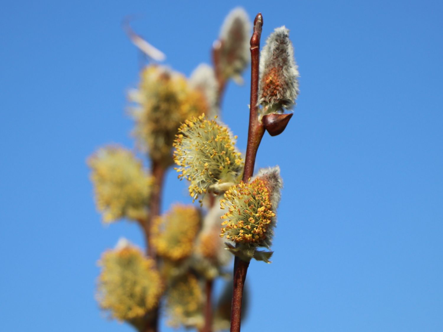 Salweide 'Gold-Bienenkätzchen' - Salix caprea 'Gold-Bienenkätzchen'