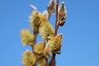 Salweide 'Gold-Bienenkätzchen' - Salix caprea 'Gold-Bienenkätzchen'
