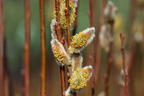 Salweide 'Gold-Bienenkätzchen' - Salix caprea 'Gold-Bienenkätzchen'