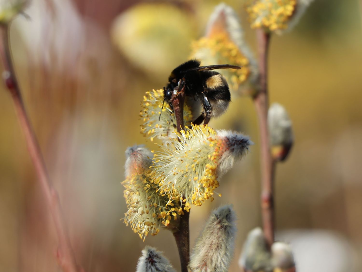 Salweide 'Gold-Bienenkätzchen' - Salix caprea 'Gold-Bienenkätzchen'