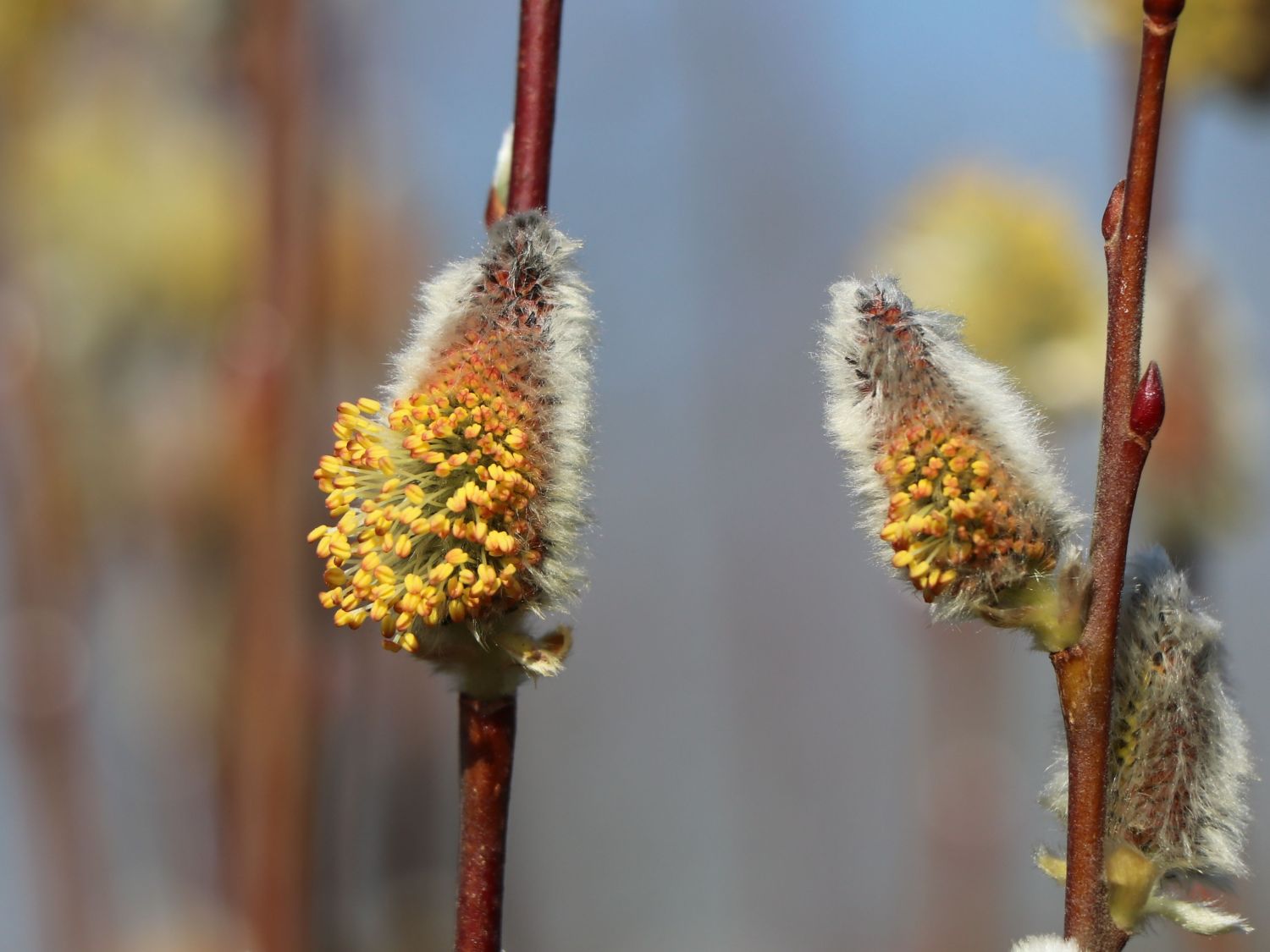 Salweide 'Gold-Bienenkätzchen' - Salix caprea 'Gold-Bienenkätzchen'