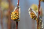 Salweide 'Gold-Bienenkätzchen' - Salix caprea 'Gold-Bienenkätzchen'
