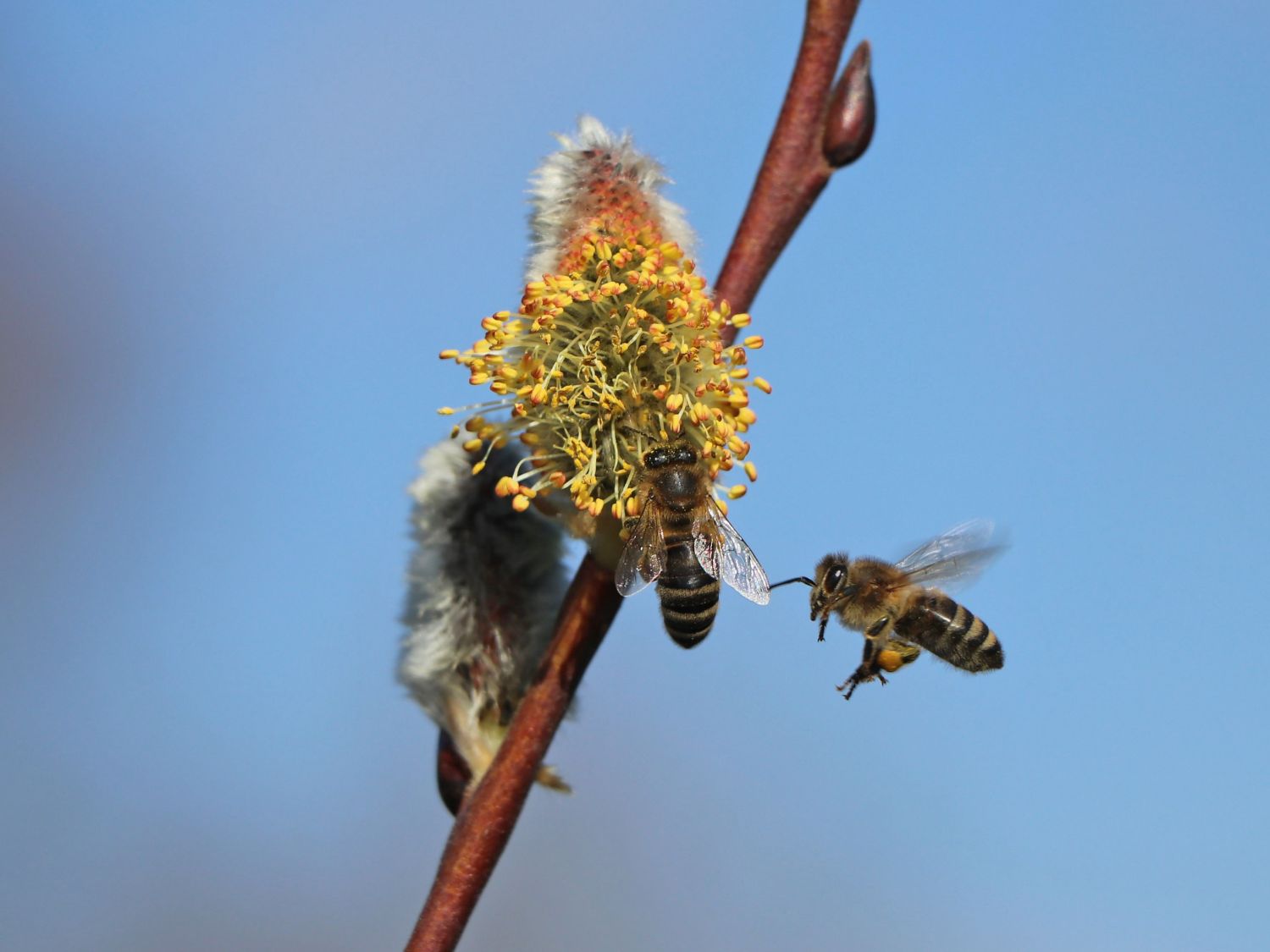 Salweide 'Gold-Bienenkätzchen' - Salix caprea 'Gold-Bienenkätzchen'