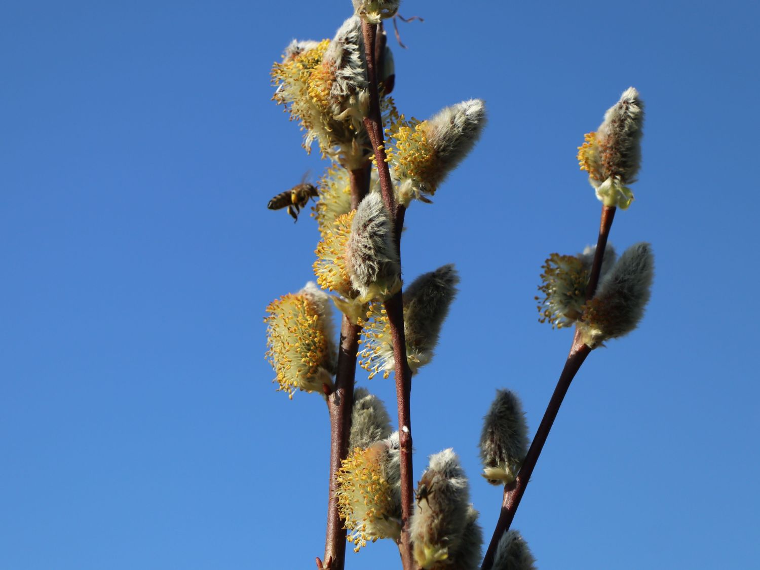 Salweide 'Gold-Bienenkätzchen' - Salix caprea 'Gold-Bienenkätzchen'