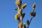 Salweide 'Gold-Bienenkätzchen' - Salix caprea 'Gold-Bienenkätzchen'