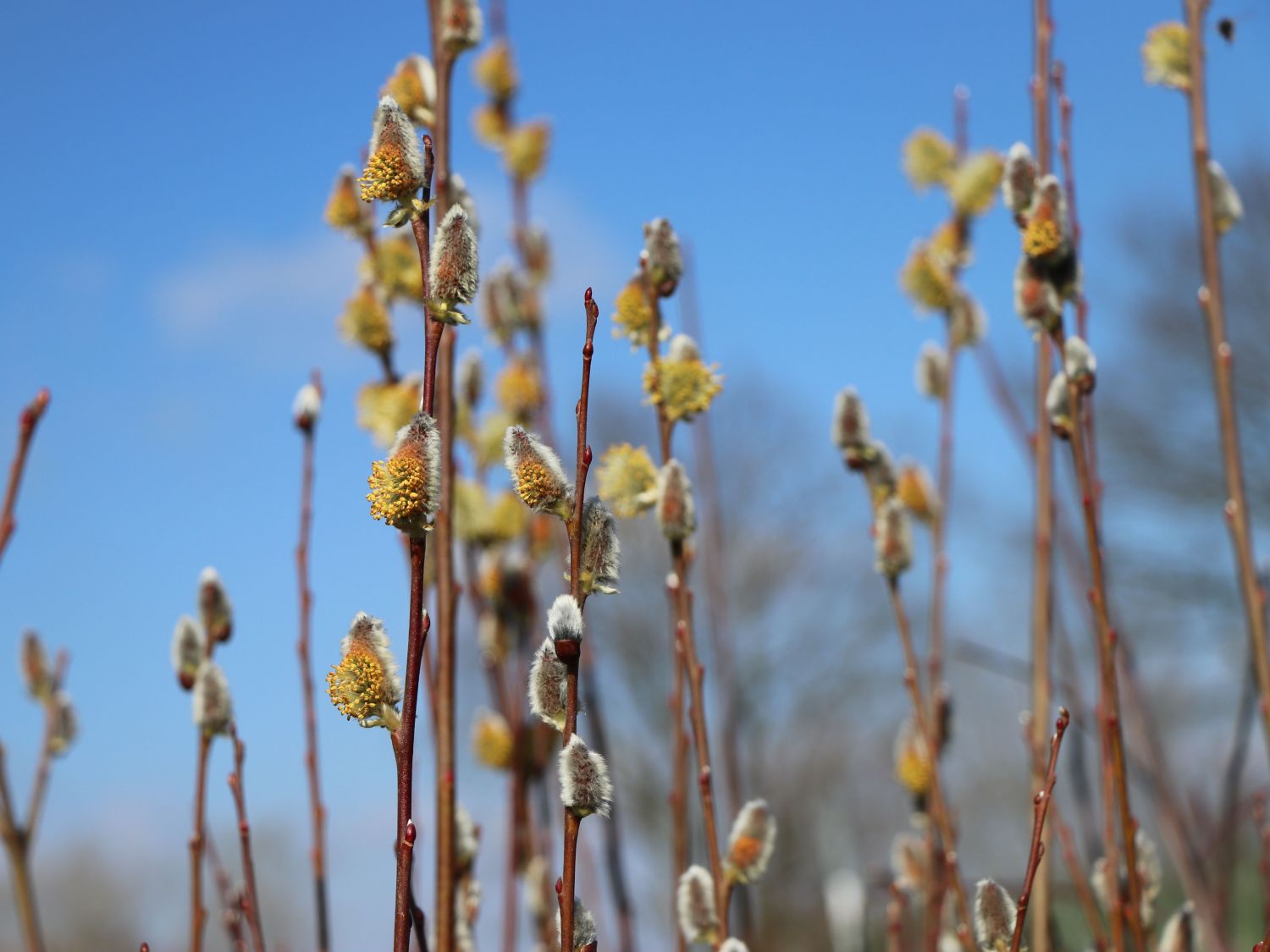 Salweide 'Gold-Bienenkätzchen' - Salix caprea 'Gold-Bienenkätzchen'