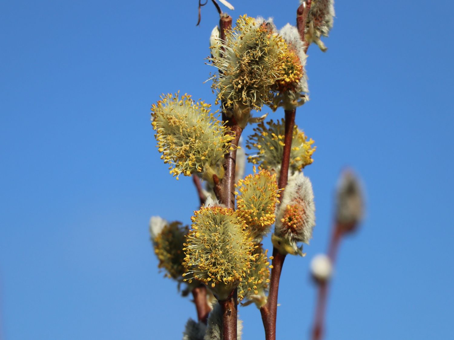 Salweide 'Gold-Bienenkätzchen' - Salix caprea 'Gold-Bienenkätzchen'