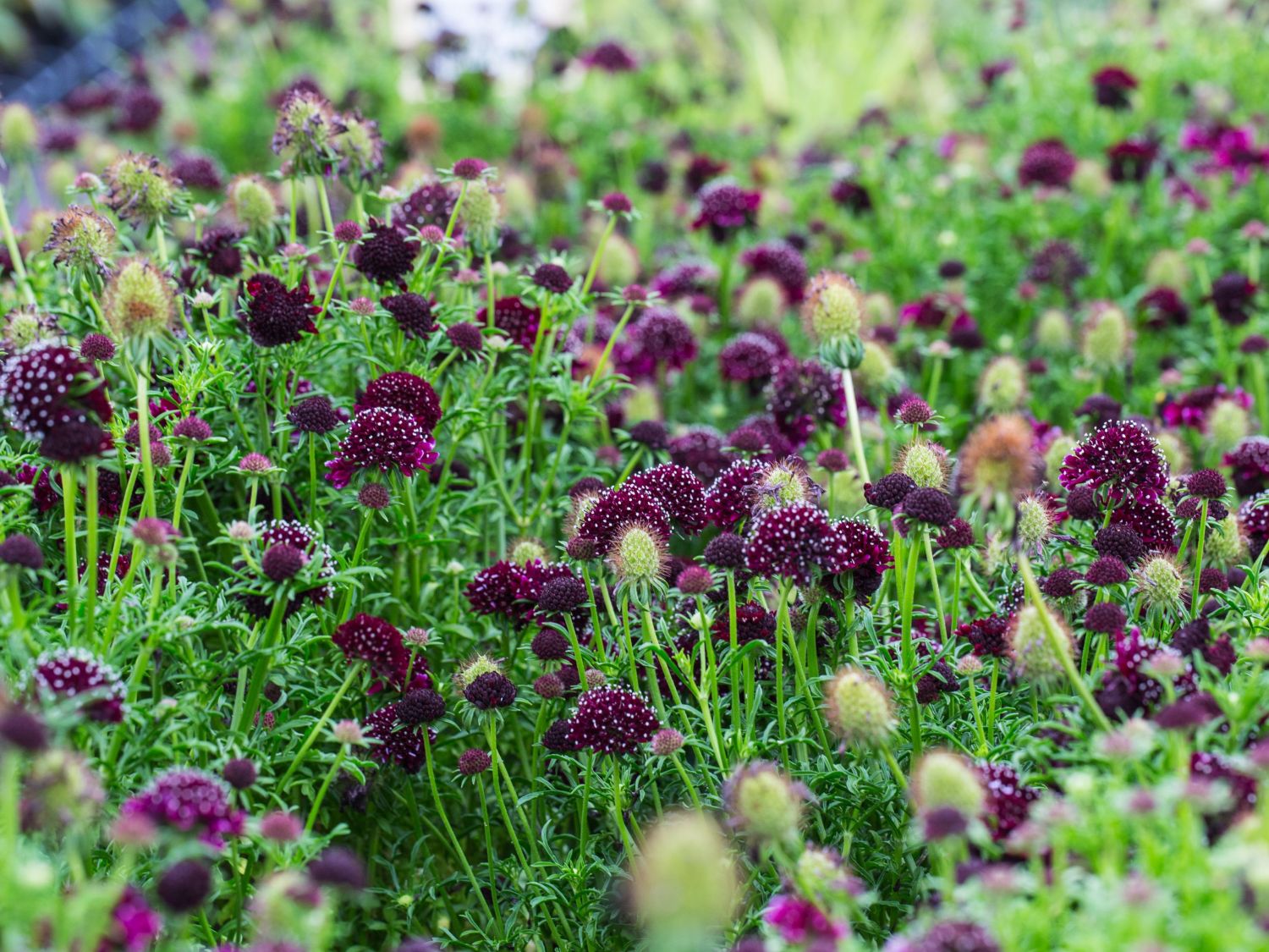 Skabiosen (Scabiosa)