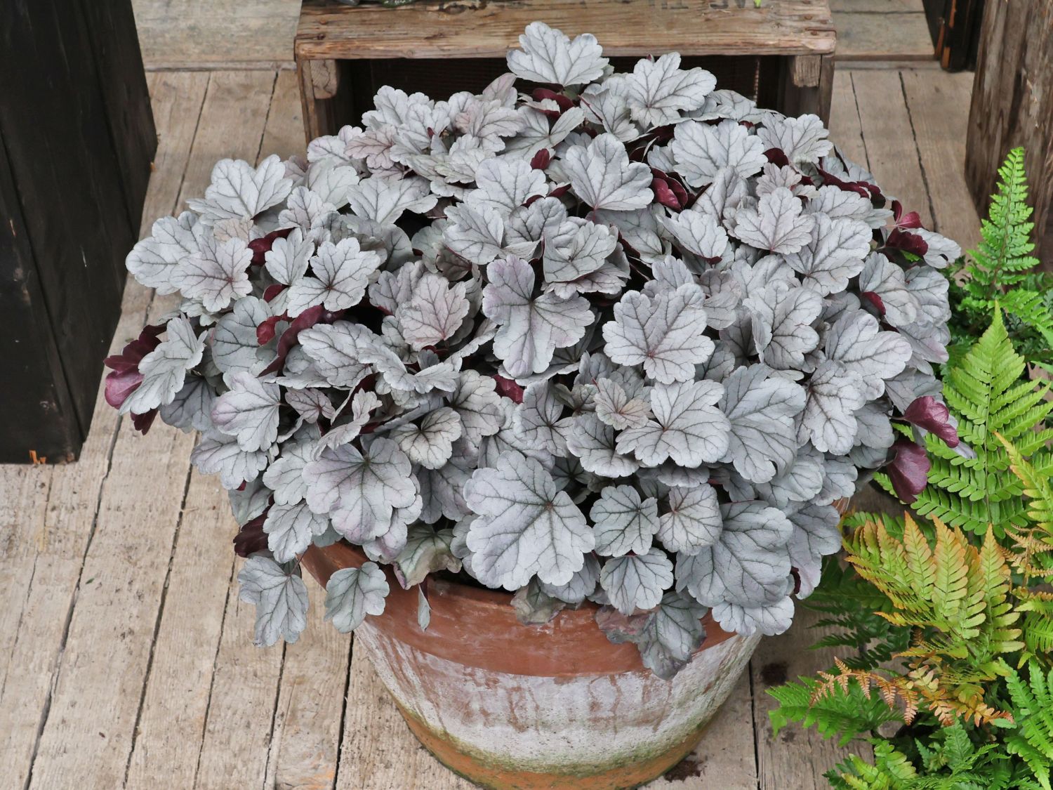 Samthaariges Purpurglöckchen 'Silver Gumdrop' - Heuchera villosa 'Silver Gumdrop'