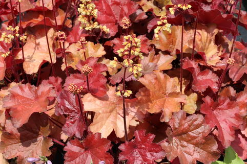Samthaariges Silberglöckchen 'Little Cuties Blondie' - Heuchera villosa 'Little Cuties Blondie'