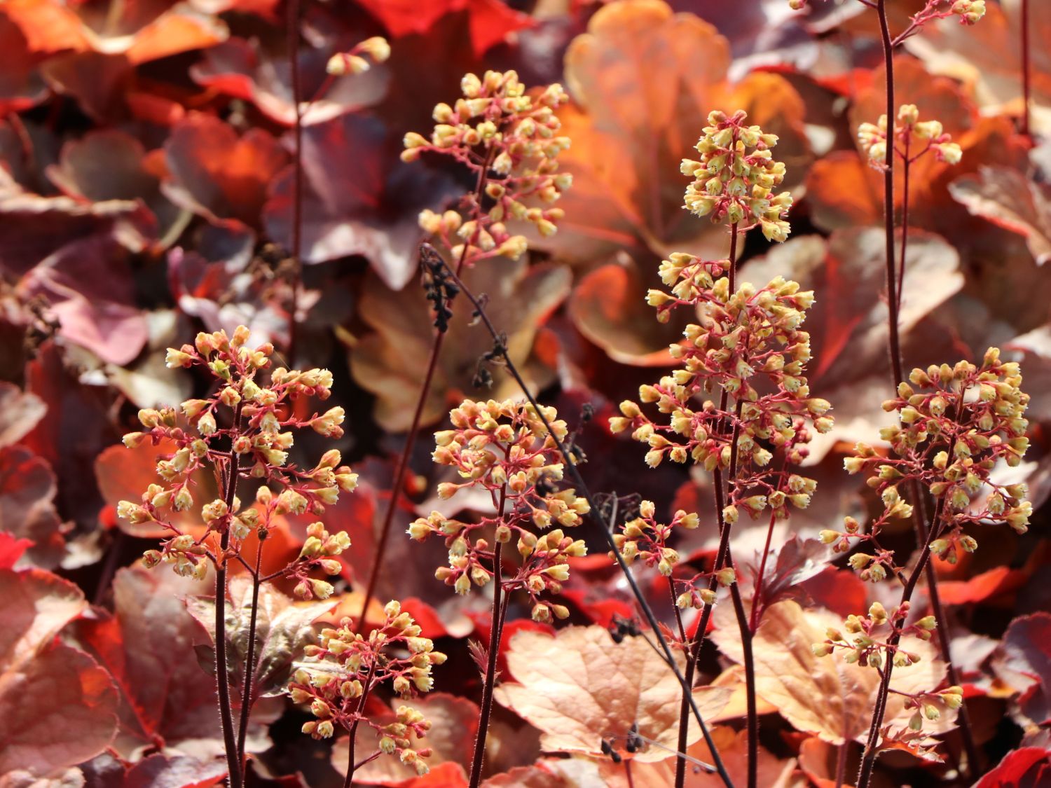 Samthaariges Silberglöckchen 'Little Cuties Blondie' - Heuchera villosa 'Little Cuties Blondie'