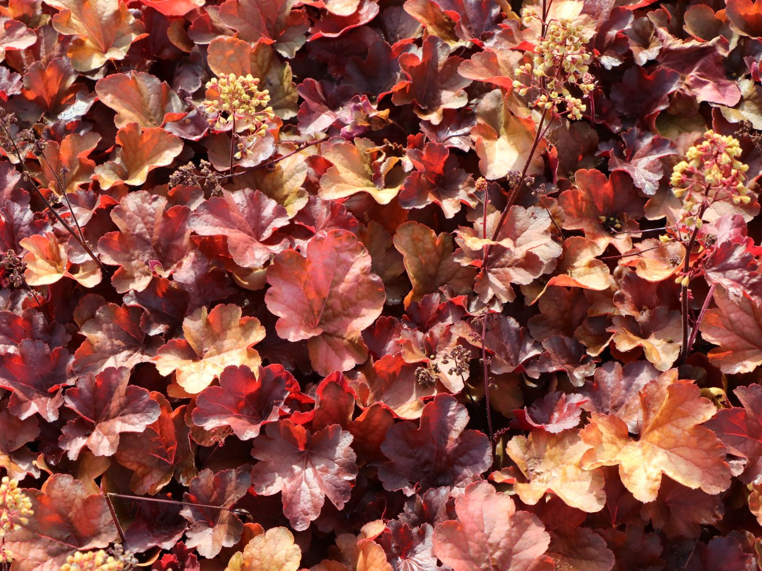 Samthaariges Silberglöckchen 'Little Cuties Blondie' - Heuchera villosa 'Little Cuties Blondie'