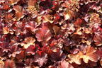 Samthaariges Silberglöckchen 'Little Cuties Blondie' - Heuchera villosa 'Little Cuties Blondie'
