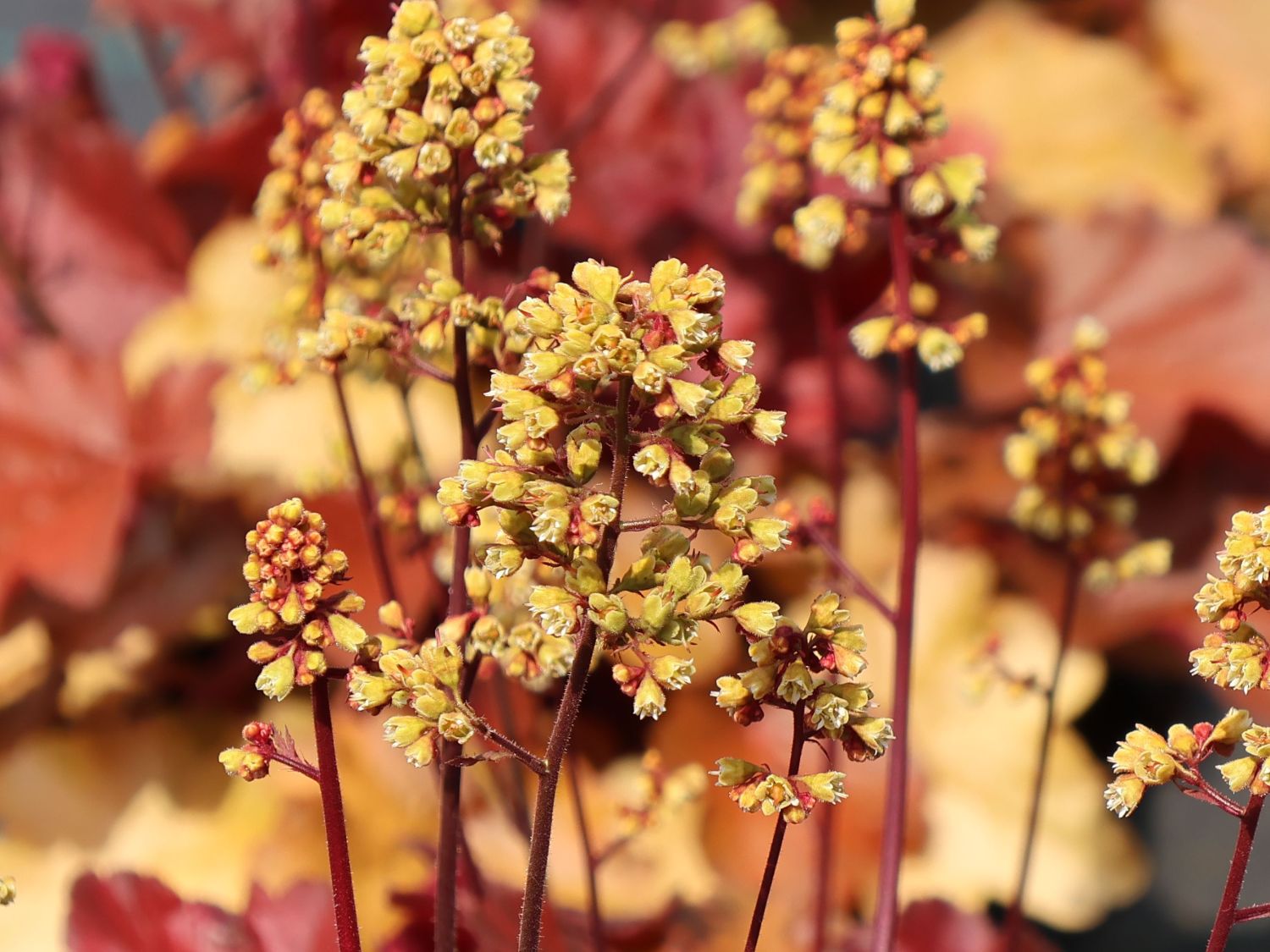 Samthaariges Silberglöckchen 'Little Cuties Blondie' - Heuchera villosa 'Little Cuties Blondie'