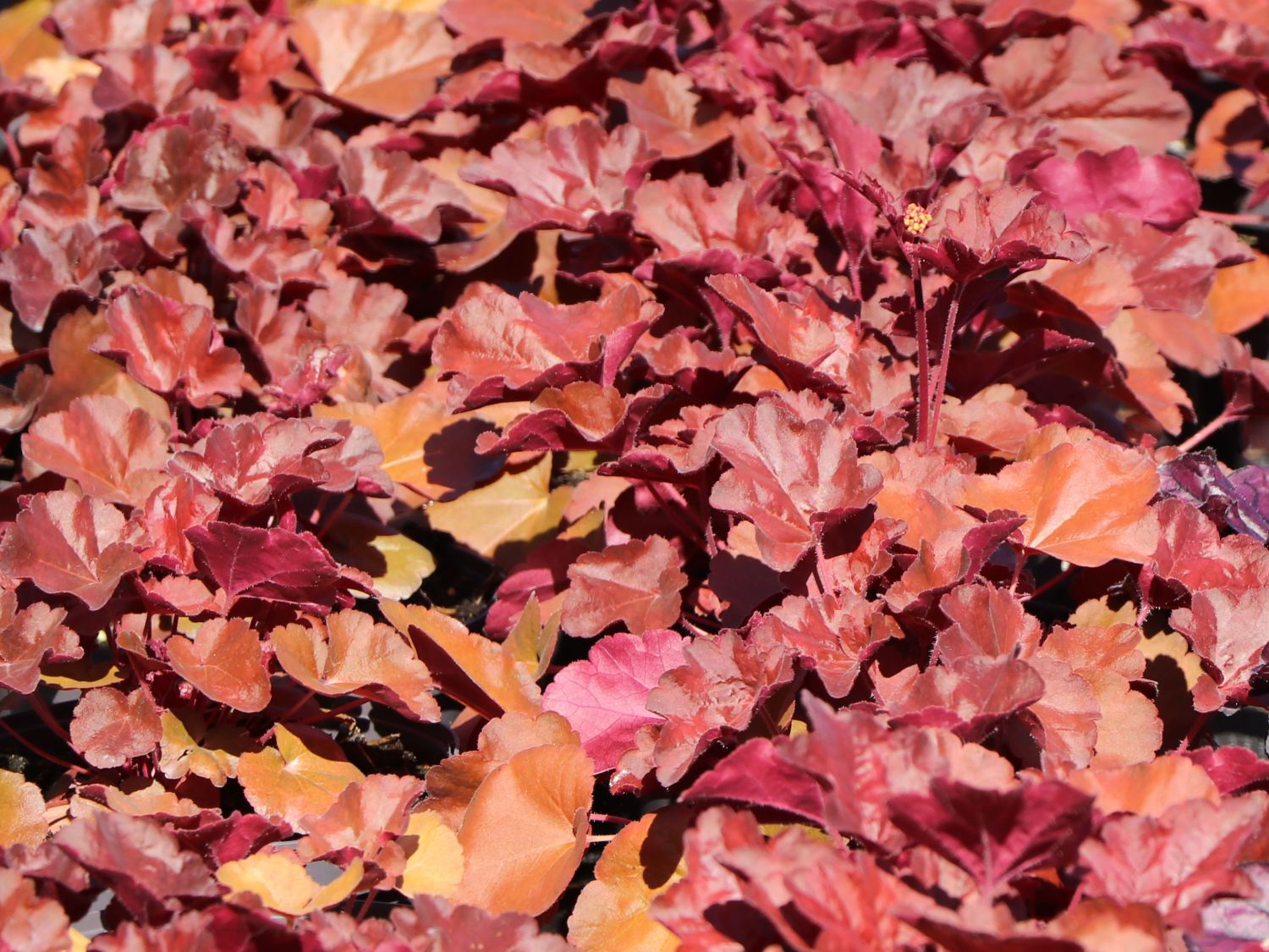 Samthaariges Silberglöckchen 'Little Cuties Blondie' - Heuchera villosa 'Little Cuties Blondie'