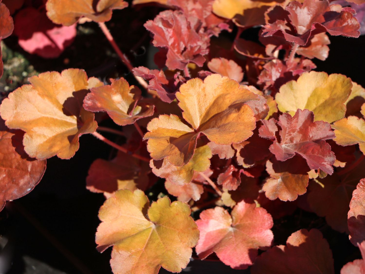 Samthaariges Silberglöckchen 'Little Cuties Blondie' - Heuchera villosa 'Little Cuties Blondie'