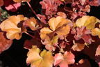 Samthaariges Silberglöckchen 'Little Cuties Blondie' - Heuchera villosa 'Little Cuties Blondie'