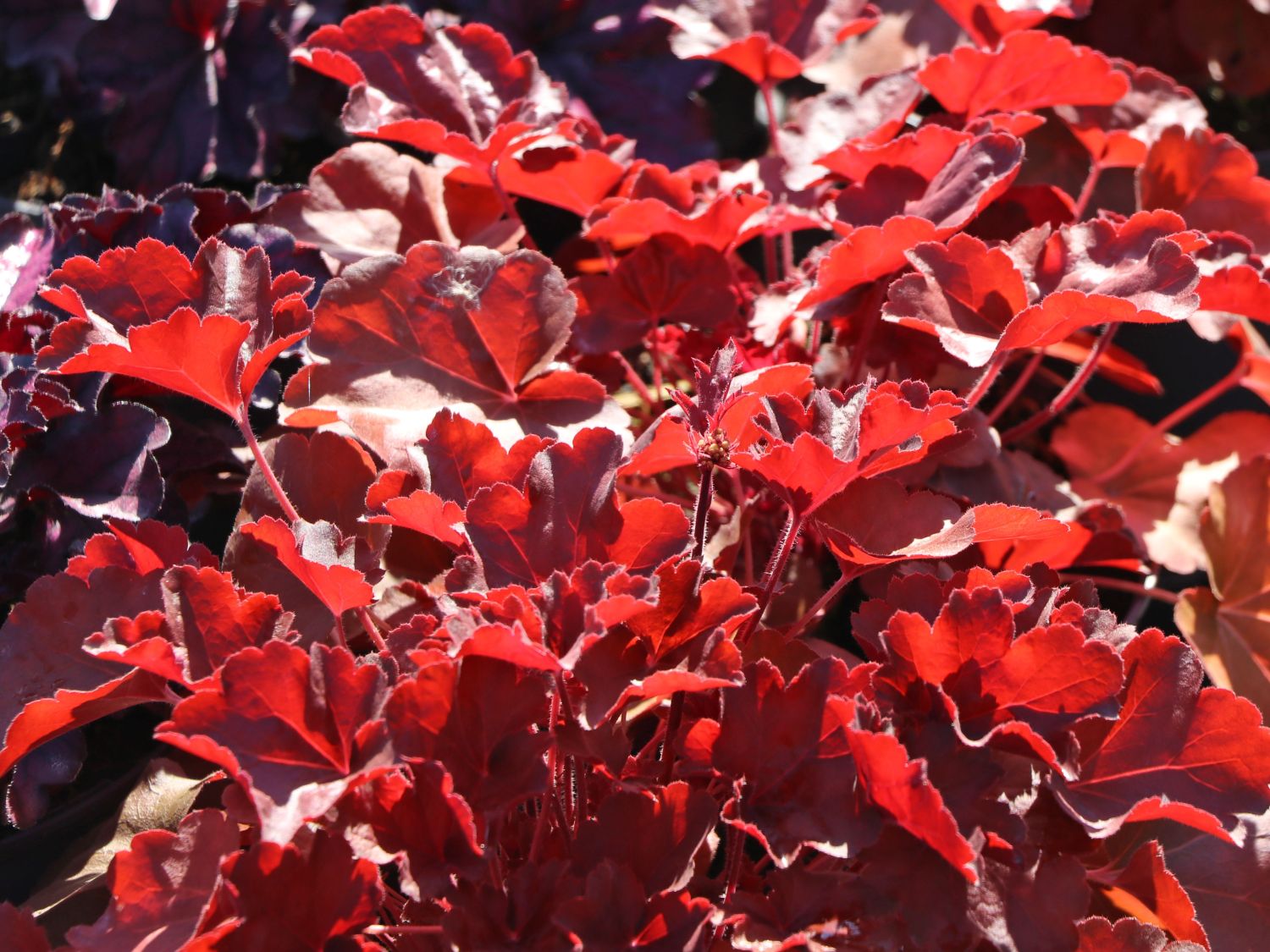 Samthaariges Silberglöckchen 'Little Cuties Blondie' - Heuchera villosa 'Little Cuties Blondie'