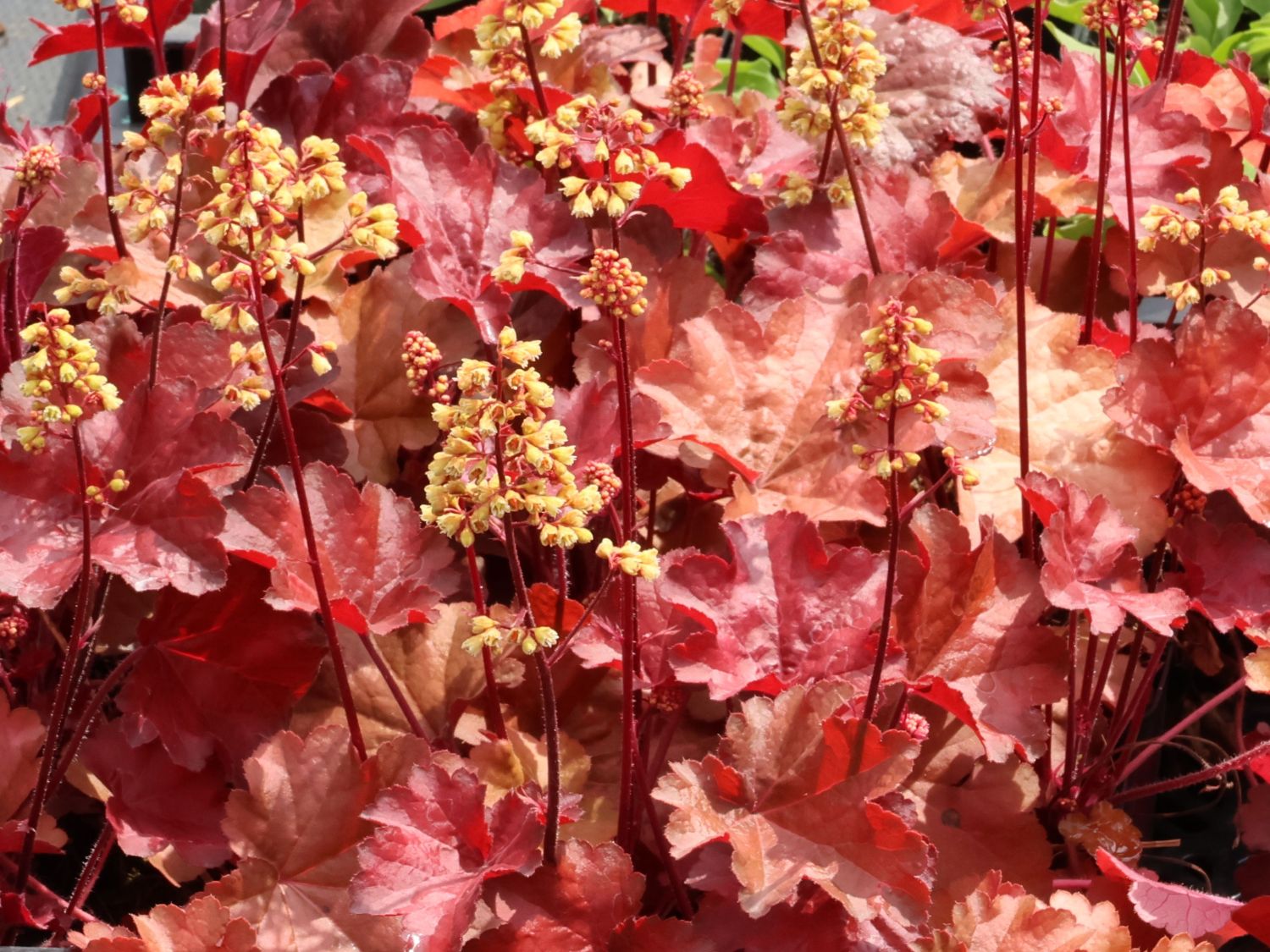 Samthaariges Silberglöckchen 'Little Cuties Blondie' - Heuchera villosa 'Little Cuties Blondie'