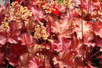 Samthaariges Silberglöckchen 'Little Cuties Blondie' - Heuchera villosa 'Little Cuties Blondie'