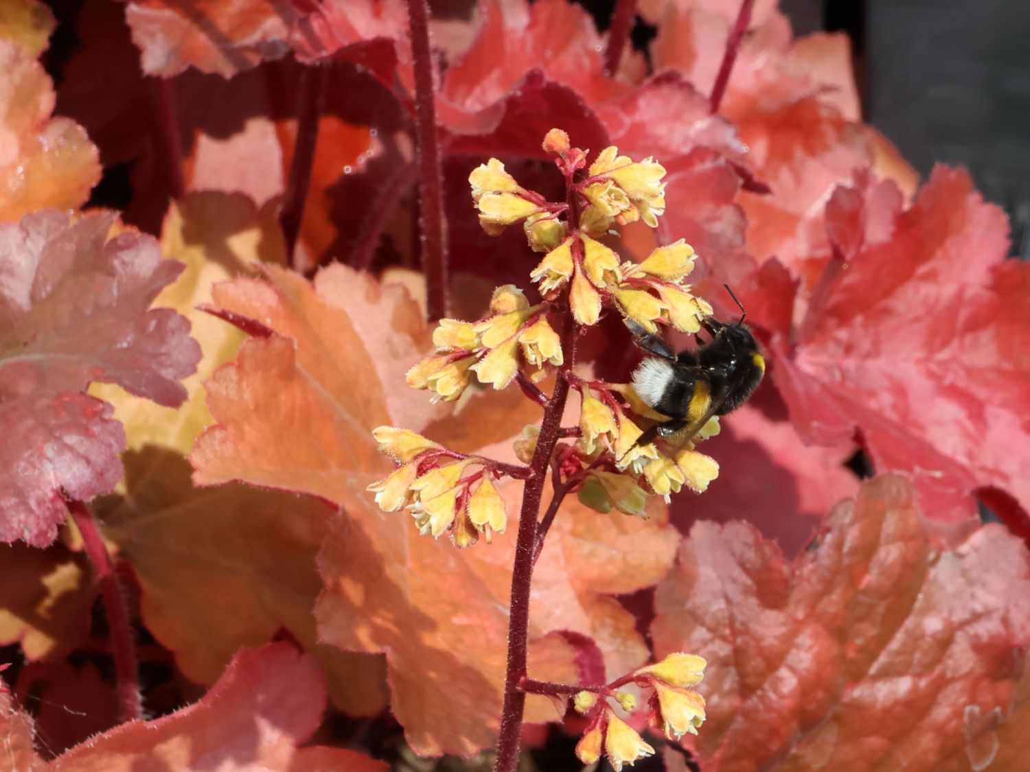 Samthaariges Silberglöckchen 'Little Cuties Blondie' - Heuchera villosa 'Little Cuties Blondie'