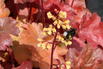 Samthaariges Silberglöckchen 'Little Cuties Blondie' - Heuchera villosa 'Little Cuties Blondie'