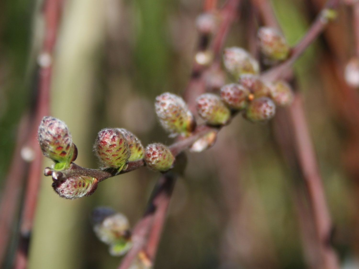 Sand-Kriechweide 'Armando'