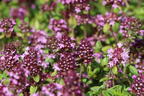 Sand-Thymian - Thymus serpyllum
