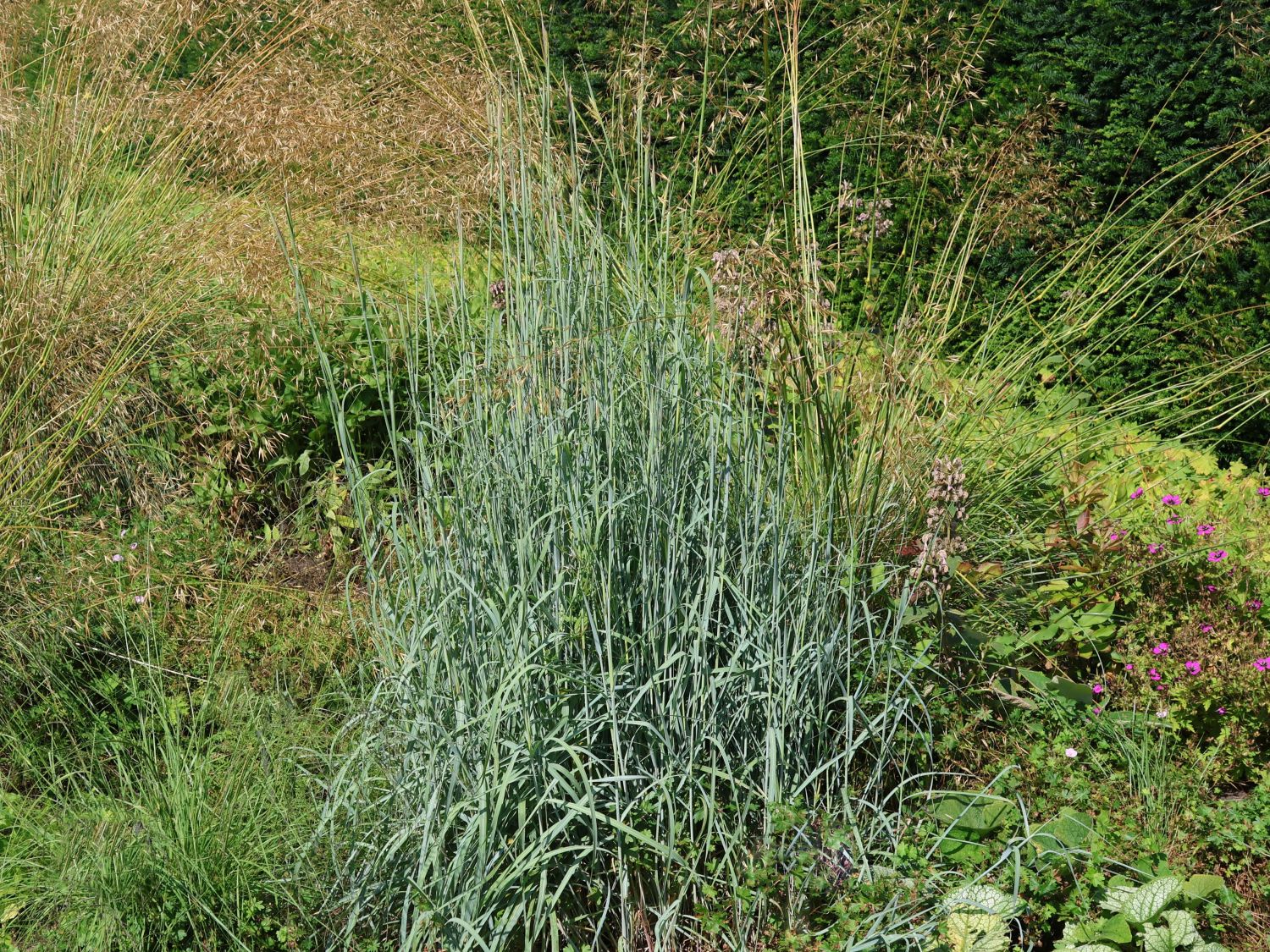 Sandbartgras JS ® 'Yellow Konza'