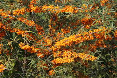 Sanddorn 'Friesdorfer Orange'