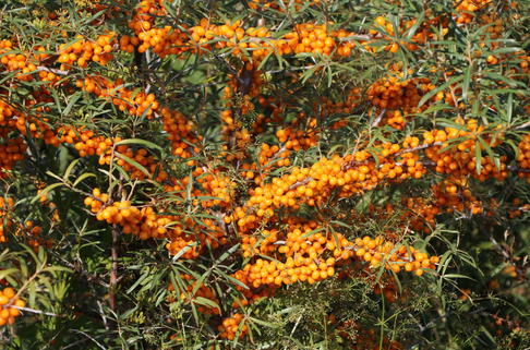 Sanddorn 'Friesdorfer Orange' - Hippophae rhamnoides 'Friesdorfer Orange'