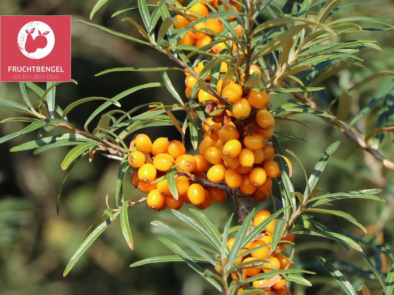 Sanddorn FRUCHTBENGEL ® 'Garden's Gift'