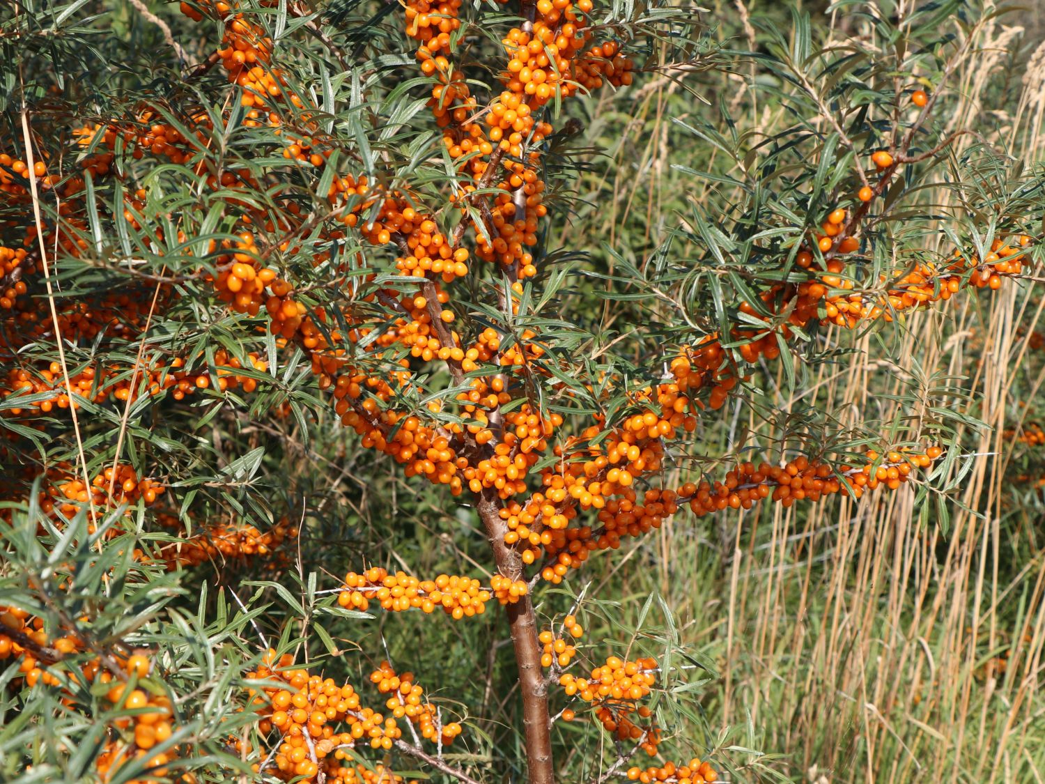Sanddorn 'Vitaminhochzeit' (m/w) - Hippophae rhamnoides 'Vitaminhochzeit' (m/w)