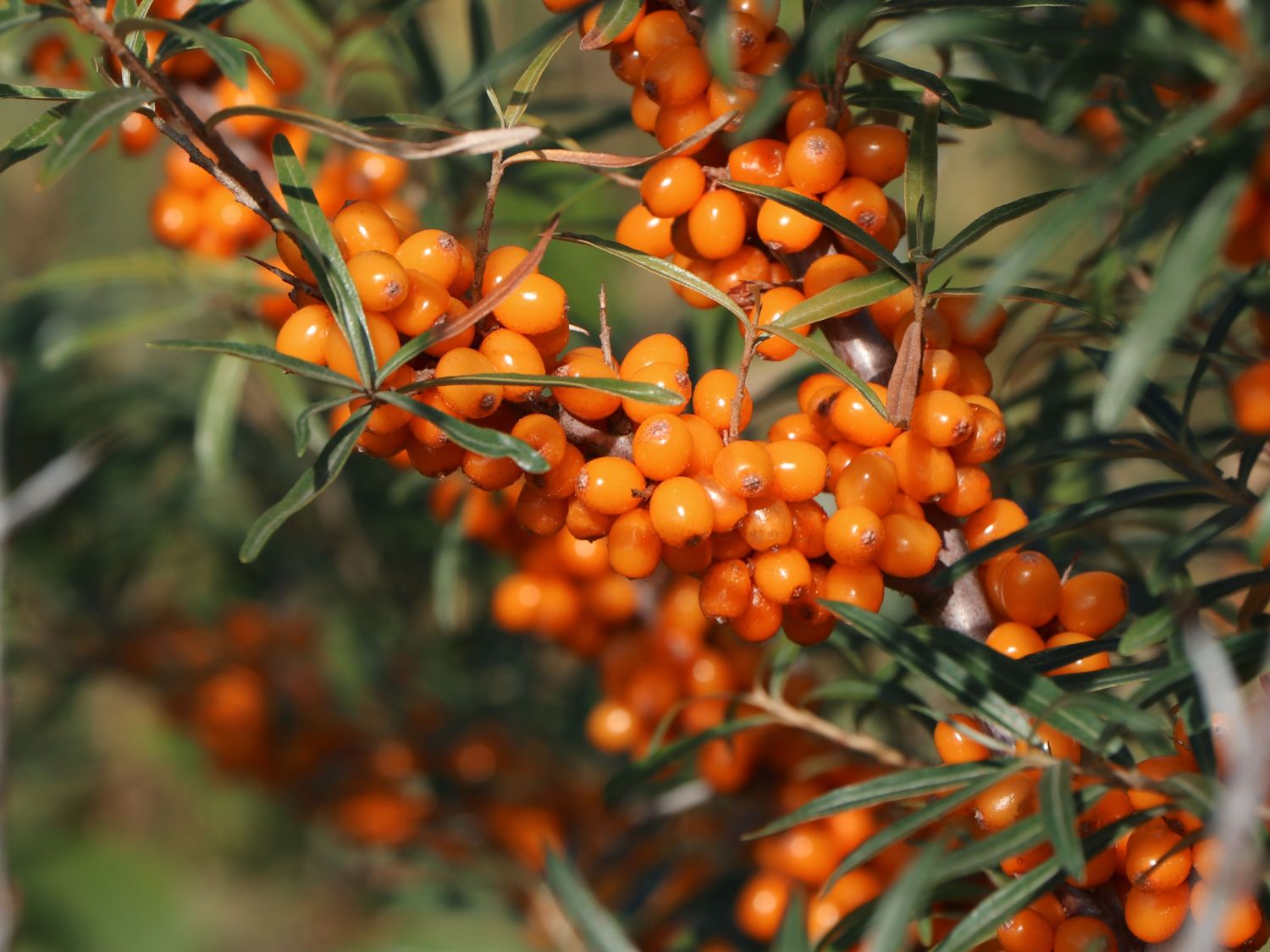 Sanddorn 'Vitaminhochzeit' (m/w) - Hippophae rhamnoides 'Vitaminhochzeit' (m/w)