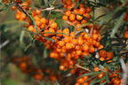 Sanddorn 'Vitaminhochzeit' (m/w) - Hippophae rhamnoides 'Vitaminhochzeit' (m/w)