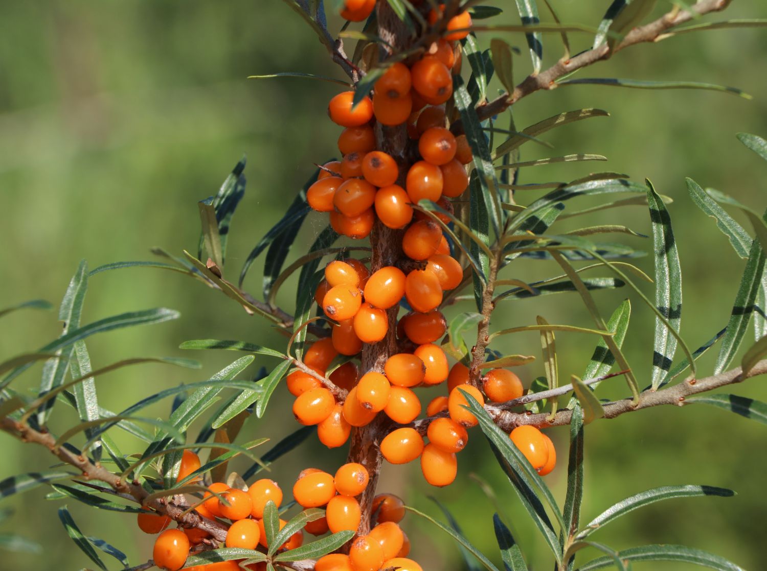 Sanddorn 'Vitaminhochzeit' (m/w) - Hippophae rhamnoides 'Vitaminhochzeit' (m/w)
