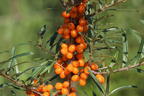 Sanddorn 'Vitaminhochzeit' (m/w) - Hippophae rhamnoides 'Vitaminhochzeit' (m/w)
