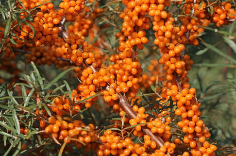 Sanddorn weiblich 'Askola' - Hippophae rhamnoides 'Askola'
