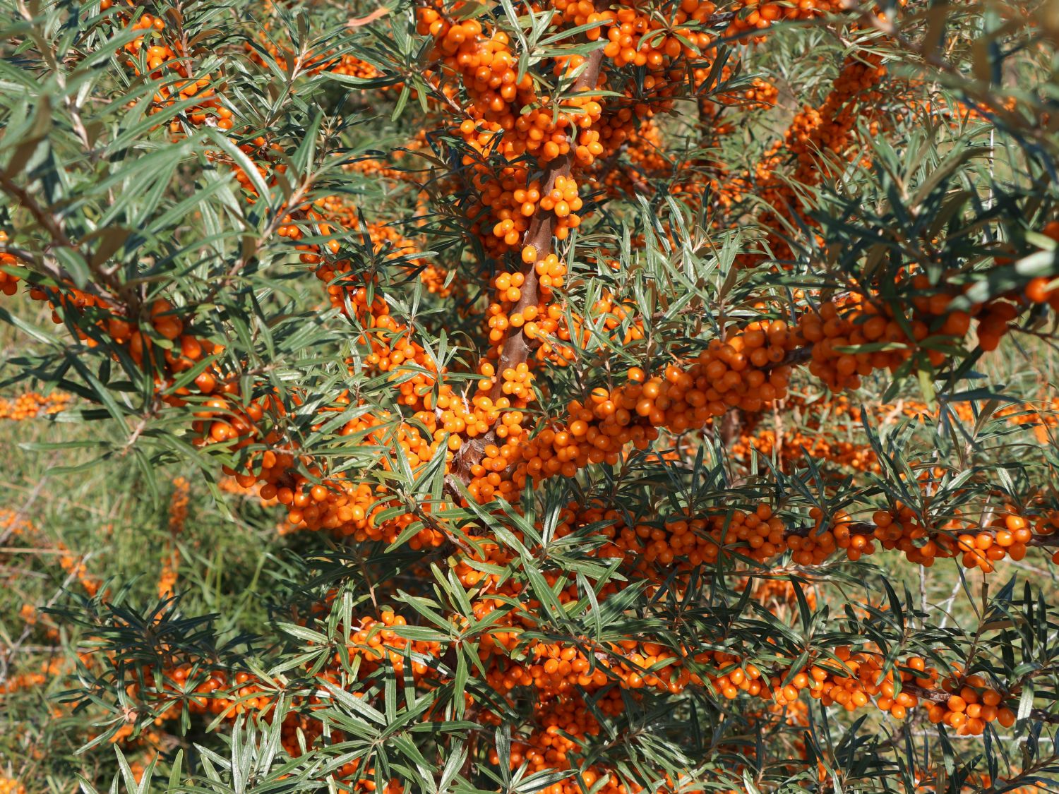Sanddorne (Hippophae)