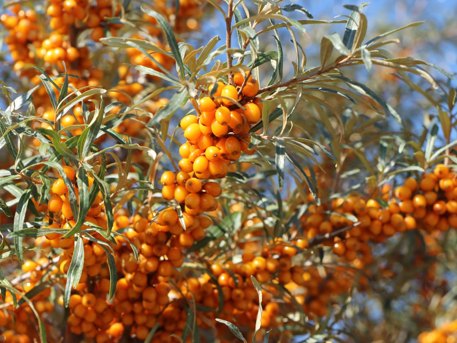 Sanddorn weiblich 'Frugana'