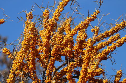 Sanddorn weiblich 'Hergo' - Hippophae rhamnoides 'Hergo'
